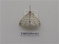 藏品(尺蛾107)的圖片